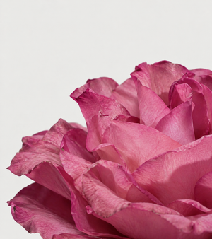 Rose Bouton